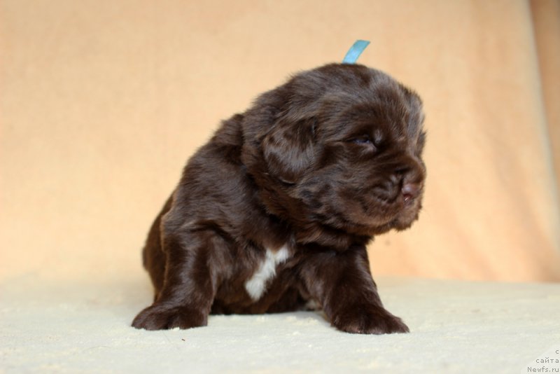 Фото: ньюфаундленд Браунблад МСК Абрамс-Стронг (Brownblood MSK Abrams-Strong)