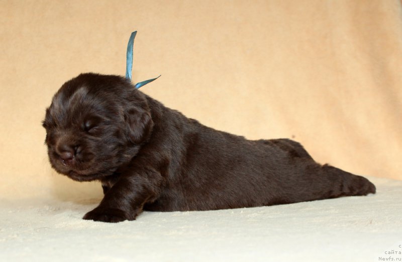 Фото: ньюфаундленд Браунблад МСК Абрамс-Стронг (Brownblood MSK Abrams-Strong)