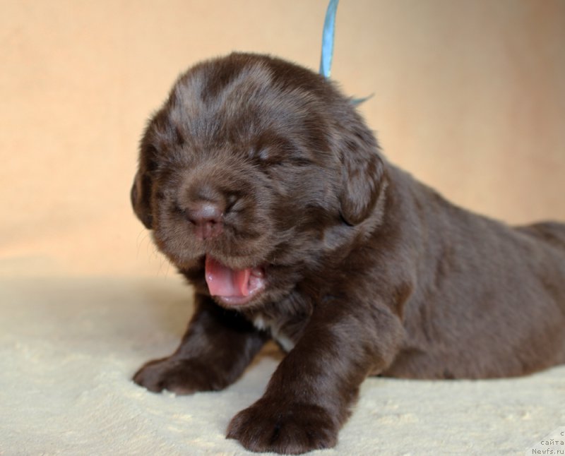 Фото: ньюфаундленд Браунблад МСК Абрамс-Стронг (Brownblood MSK Abrams-Strong)