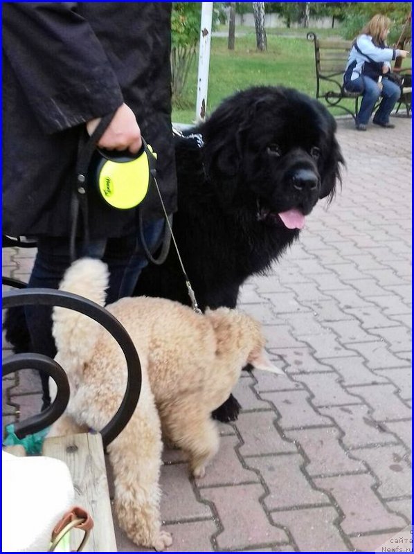 Фото: ньюфаундленд Аквиан Сонг Овер зе Юниверс