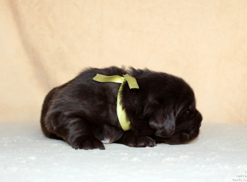 Фото: ньюфаундленд Браунблад МСК Альфа-Ромео Голд Бадди (Brownblood MSK Alfa-Romeo Gold Baddy)