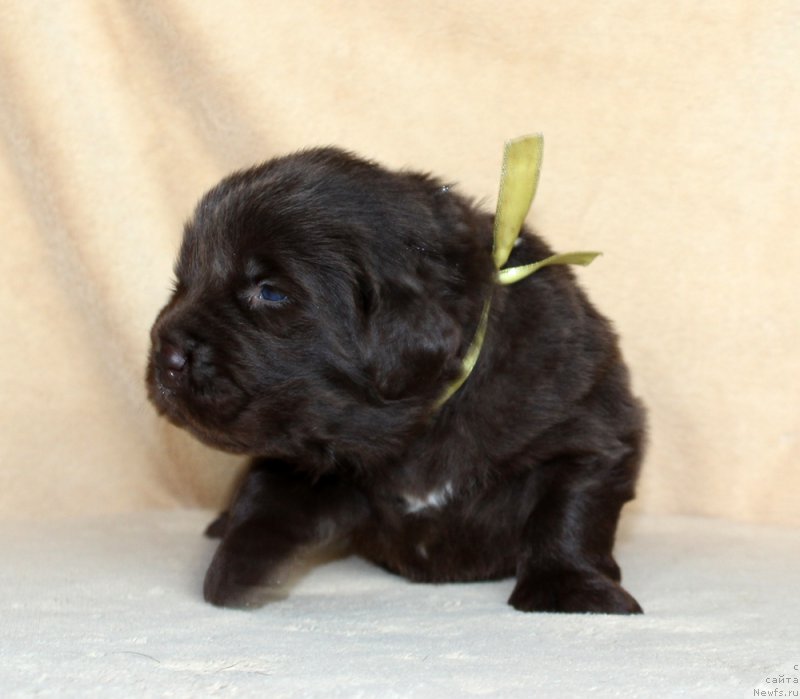 Фото: ньюфаундленд Браунблад МСК Альфа-Ромео Голд Бадди (Brownblood MSK Alfa-Romeo Gold Baddy)