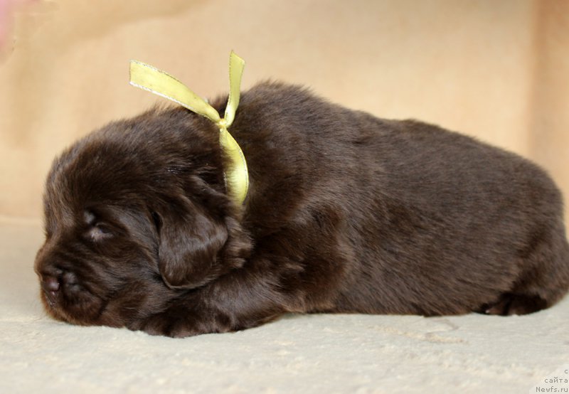 Фото: ньюфаундленд Браунблад МСК Альфа-Ромео Голд Бадди (Brownblood MSK Alfa-Romeo Gold Baddy)