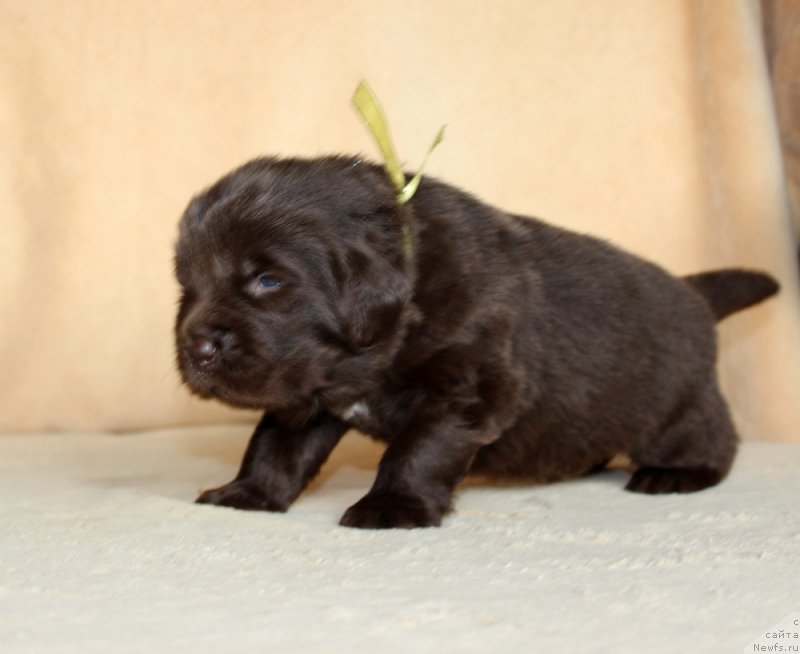 Фото: ньюфаундленд Браунблад МСК Альфа-Ромео Голд Бадди (Brownblood MSK Alfa-Romeo Gold Baddy)