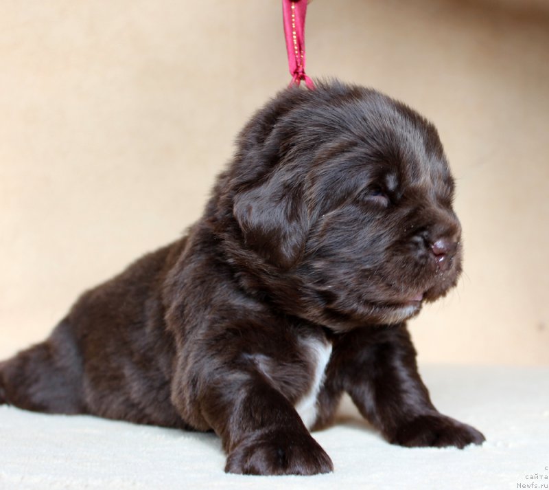 Фото: ньюфаундленд Браунблад МСК Ауди Рэд Лэсс (Brownblood MSK Audi Red Less)