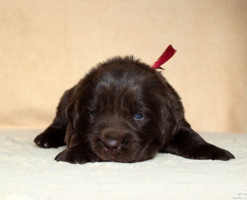 Фотография № 213993