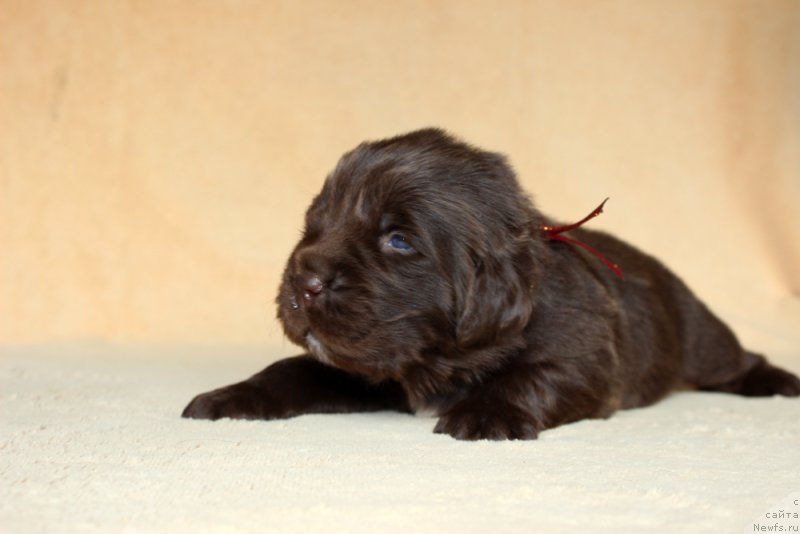 Фото: ньюфаундленд Браунблад МСК Ауди Рэд Лэсс (Brownblood MSK Audi Red Less)