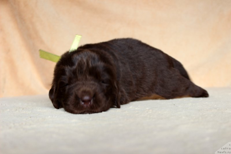 Фото: ньюфаундленд Браунблад МСК Армата Лойар Аид (Brownblood MSK Armata Loyar Aid)