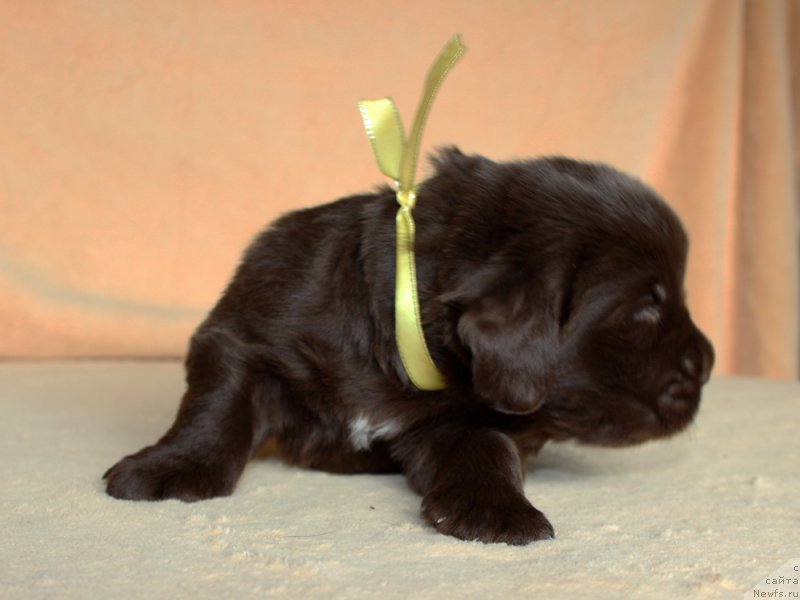 Фото: ньюфаундленд Браунблад МСК Армата Лойар Аид (Brownblood MSK Armata Loyar Aid)