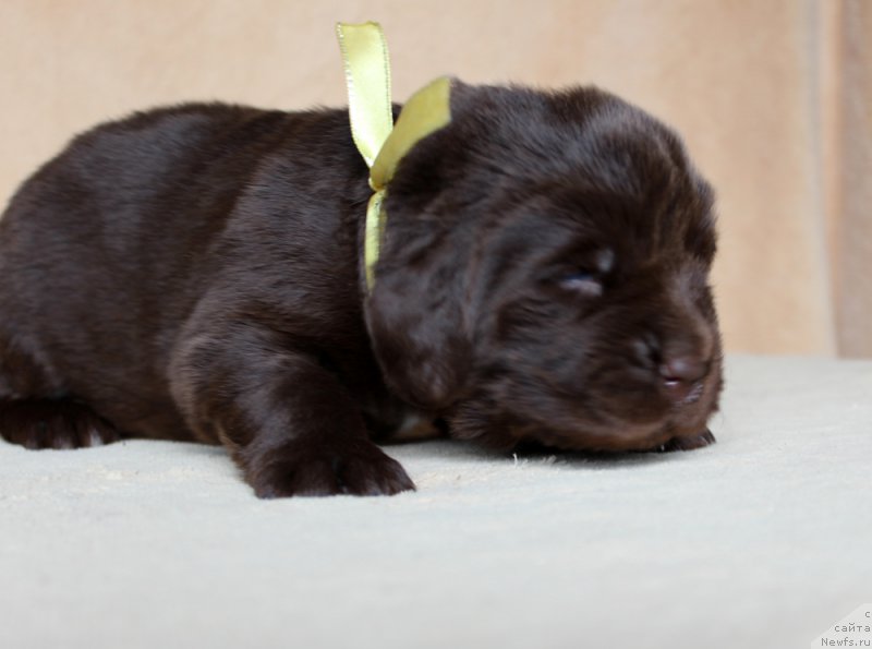 Фото: ньюфаундленд Браунблад МСК Армата Лойар Аид (Brownblood MSK Armata Loyar Aid)