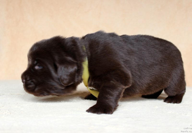 Фото: ньюфаундленд Браунблад МСК Армата Лойар Аид (Brownblood MSK Armata Loyar Aid)