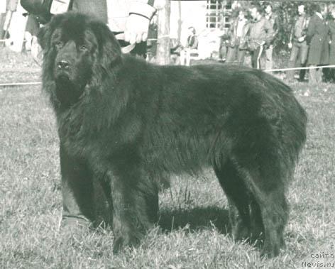 Фото: ньюфаундленд Маркиз Ант