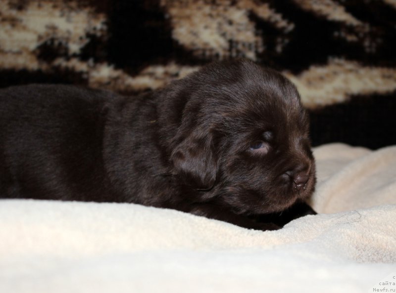 Фото: ньюфаундленд Браунблад МСК Аванти Дарлинг Кид (Brownblood MSK Avanti Darling Kid)