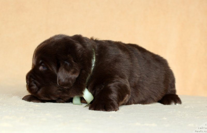 Фото: ньюфаундленд Браунблад МСК Аванти Дарлинг Кид (Brownblood MSK Avanti Darling Kid)