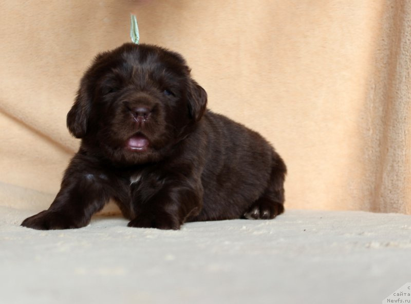 Фото: ньюфаундленд Браунблад МСК Аванти Дарлинг Кид (Brownblood MSK Avanti Darling Kid)