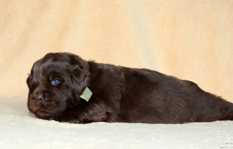 Фото: ньюфаундленд Браунблад МСК Аванти Дарлинг Кид (Brownblood MSK Avanti Darling Kid)