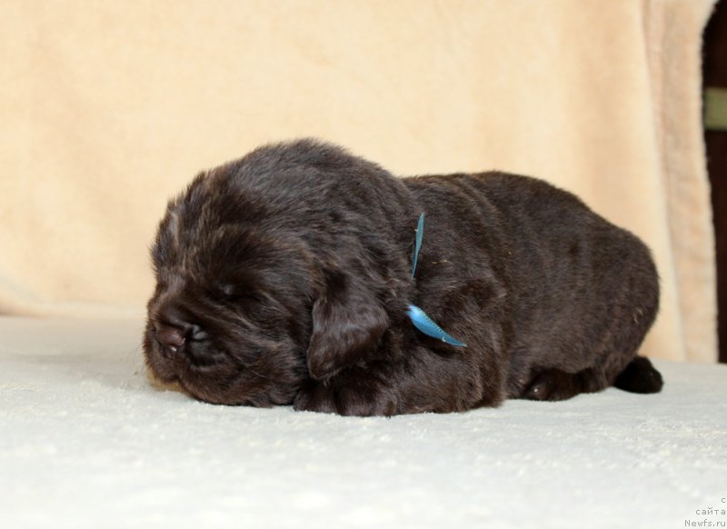 Фото: ньюфаундленд Браунблад МСК Альпина Гуардиан Соул (Brownblood MSK Alpina Guardian Soul)