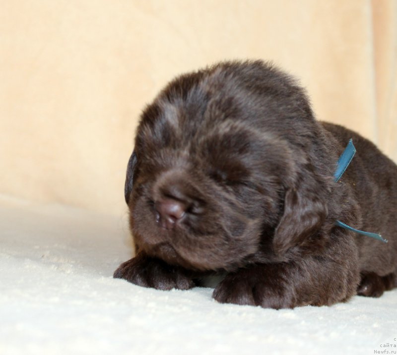 Фото: ньюфаундленд Браунблад МСК Альпина Гуардиан Соул (Brownblood MSK Alpina Guardian Soul)