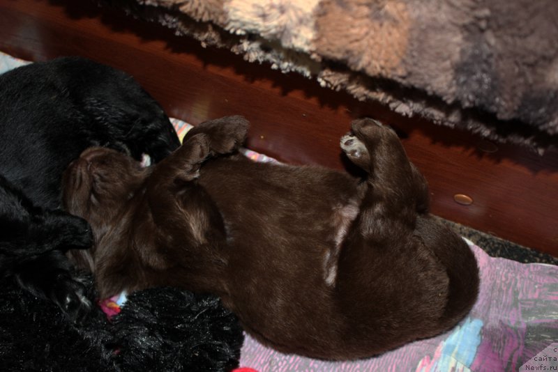 Фото: ньюфаундленд Браунблад МСК Альпина Гуардиан Соул (Brownblood MSK Alpina Guardian Soul)