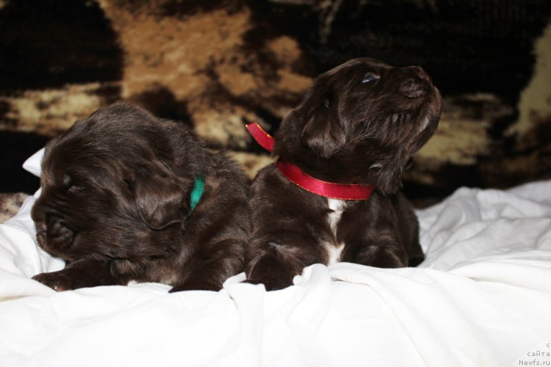 Фото: ньюфаундленд Браунблад МСК Аназер Лав Тендер Эбони (Brownblood MSK Another Love Tender Ebony), ньюфаундленд Браунблад МСК Ауди Рэд Лэсс (Brownblood MSK Audi Red Less)