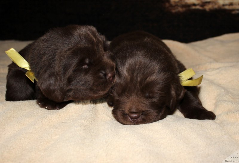 Фото: ньюфаундленд Браунблад МСК Альфа-Ромео Голд Бадди (Brownblood MSK Alfa-Romeo Gold Baddy), ньюфаундленд Браунблад МСК Армата Лойар Аид (Brownblood MSK Armata Loyar Aid)