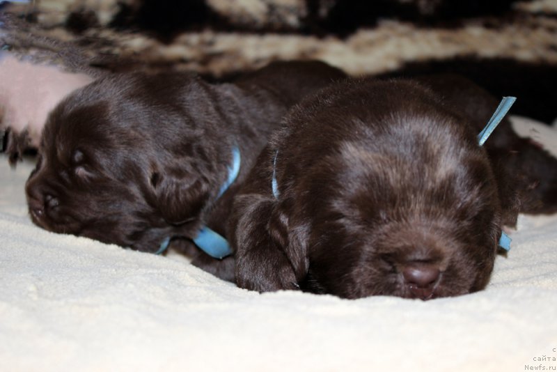 Фото: ньюфаундленд Браунблад МСК Абрамс-Стронг (Brownblood MSK Abrams-Strong), ньюфаундленд Браунблад МСК Аванти Дарлинг Кид (Brownblood MSK Avanti Darling Kid)