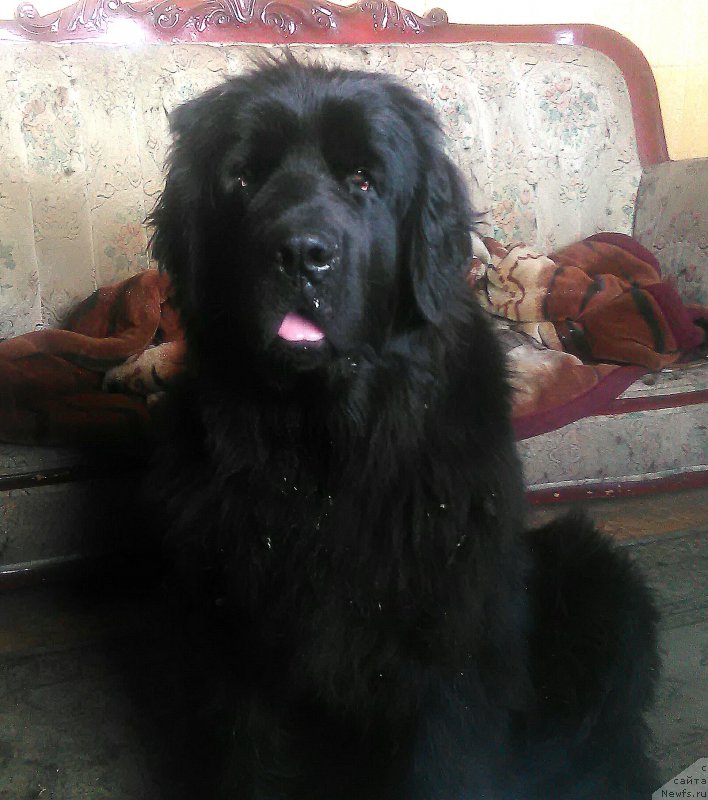 Фото: ньюфаундленд Ньюфорт Дивная Диана, ньюфаундленд Ньюфорт Дивная Диана