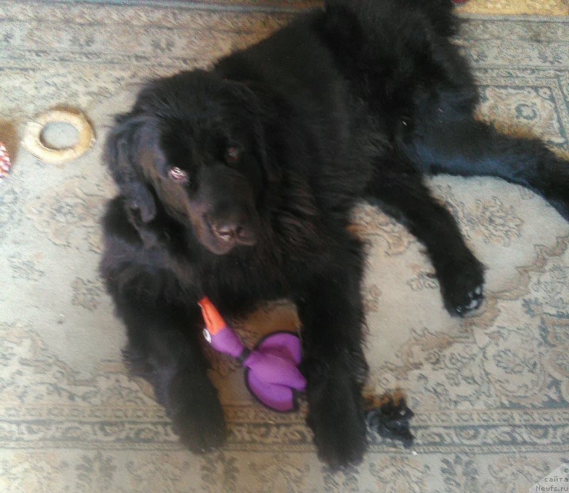 Фото: ньюфаундленд Ньюфорт Дивная Диана