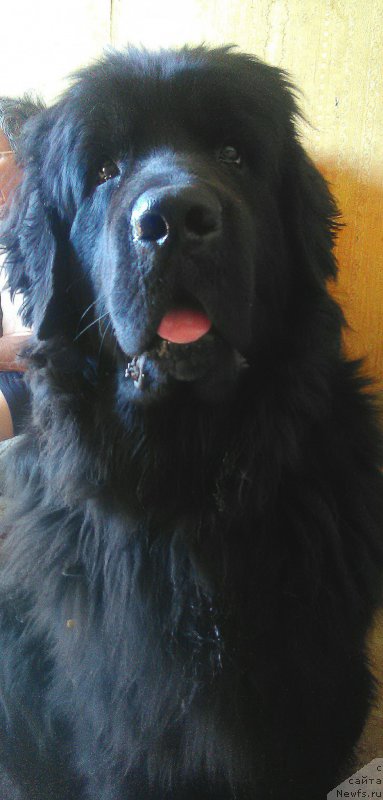 Фото: ньюфаундленд Ньюфорт Дивная Диана