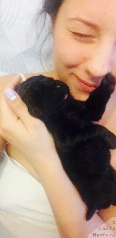 Фото: ньюфаундленд Ньюфорт Лапочка Дочка