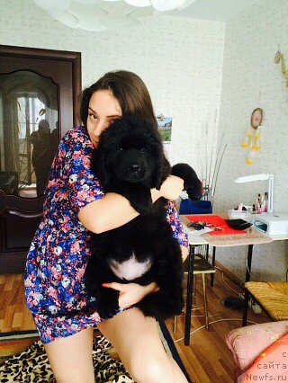 Фото: ньюфаундленд Ньюфорт Дивная Диана