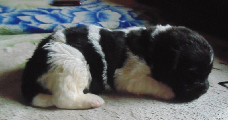 Фото: ньюфаундленд Супер Бизон Мелодия