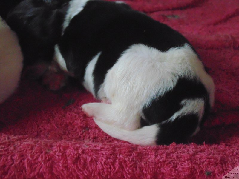 Фото: ньюфаундленд Степная Пальмира Единственный Мой