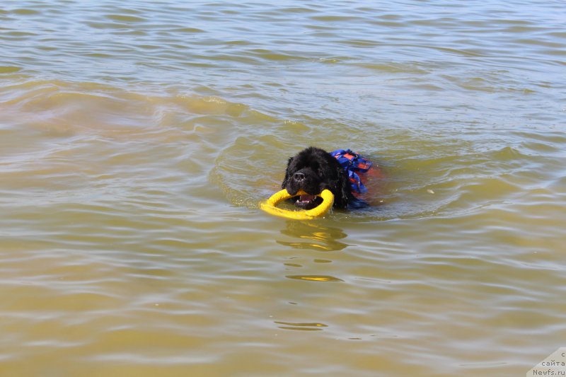 Фото: ньюфаундленд Амадей фон Байрон (Amadey fon Bayron)