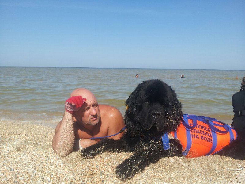 Фото: ньюфаундленд Амадей фон Байрон (Amadey fon Bayron), Михаил Голубев