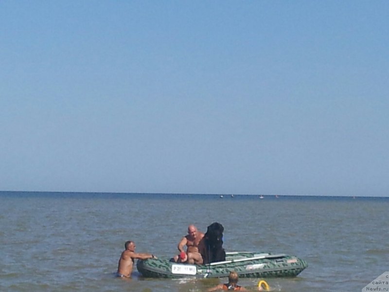 Фото: ньюфаундленд Амадей фон Байрон (Amadey fon Bayron), Михаил Голубев