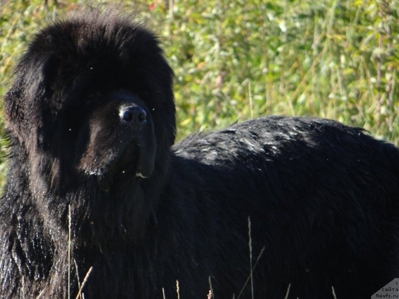 Фото: ньюфаундленд Мистер Форте Импрессионе (Mister Forte Impressione)