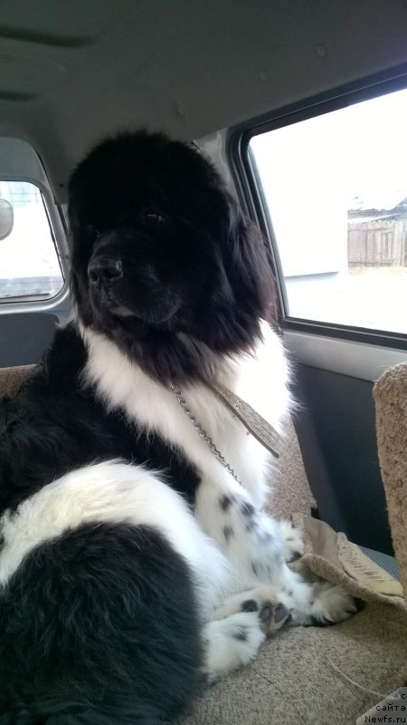 Фото: ньюфаундленд Фиаметтахауз Садира