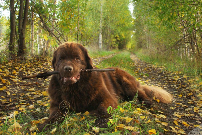 Фото: ньюфаундленд Наоми Таголири фор Браунблад (Naomi Tagoliri for Brouwnblood)