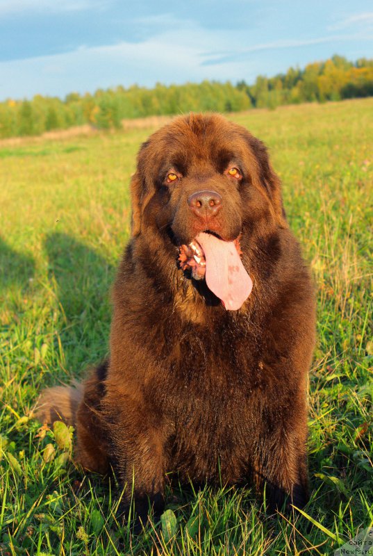 Фото: ньюфаундленд Наоми Таголири фор Браунблад (Naomi Tagoliri for Brouwnblood)