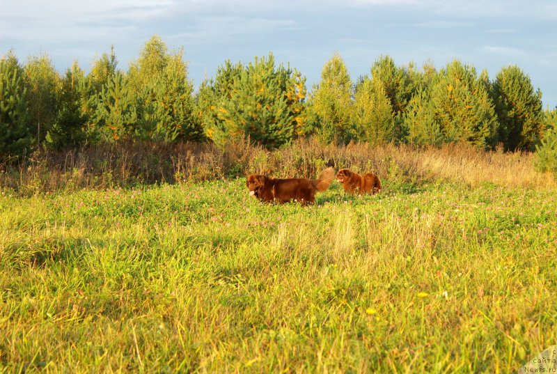 Фото: ньюфаундленд Наоми Таголири фор Браунблад (Naomi Tagoliri for Brouwnblood), ньюфаундленд Сверкающая Гора Машаме (Sverkayuzhaya Gora Mashame)