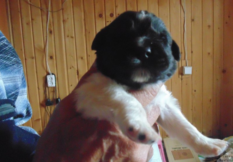 Фото: ньюфаундленд Супер Бизон Мелодия