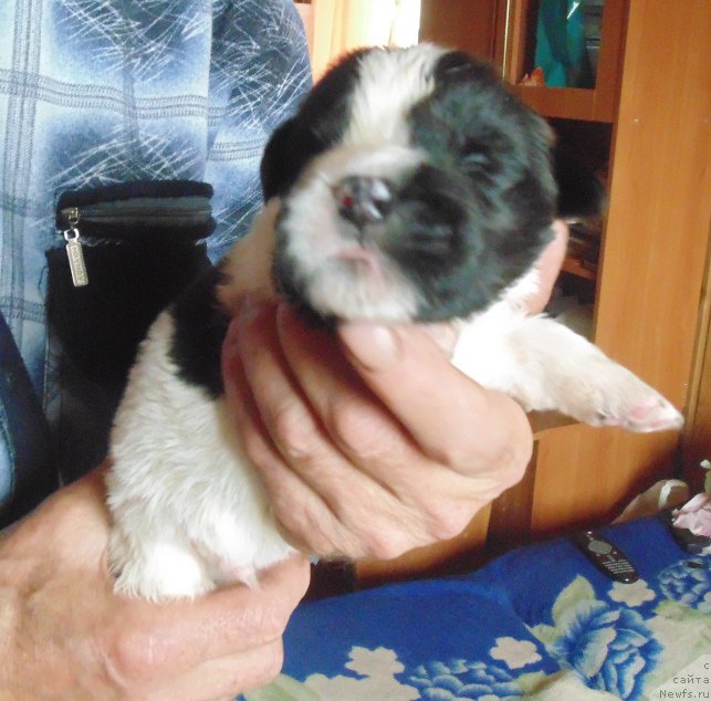 Фото: ньюфаундленд Супер Бизон Мелодия