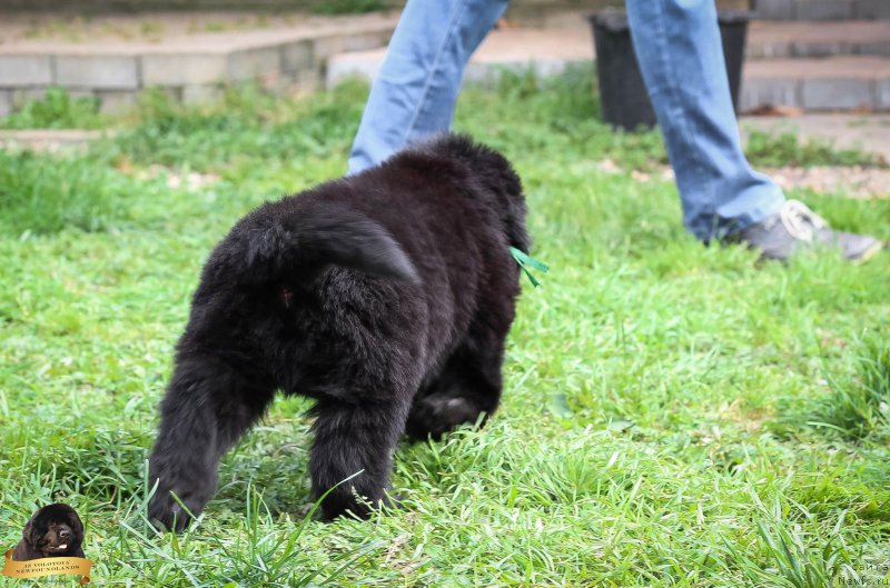 Фотография № 214075