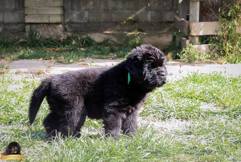 Фотография № 214076