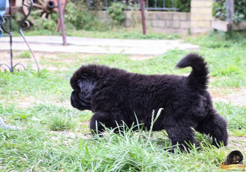 Фотография № 214081