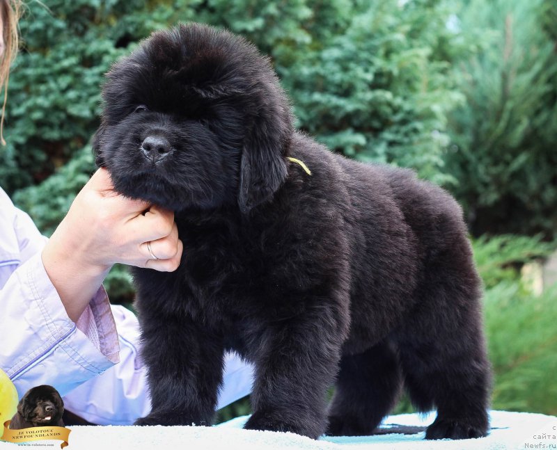 Фотография № 214082