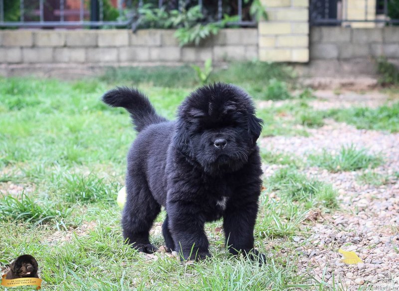 Фотография № 214088