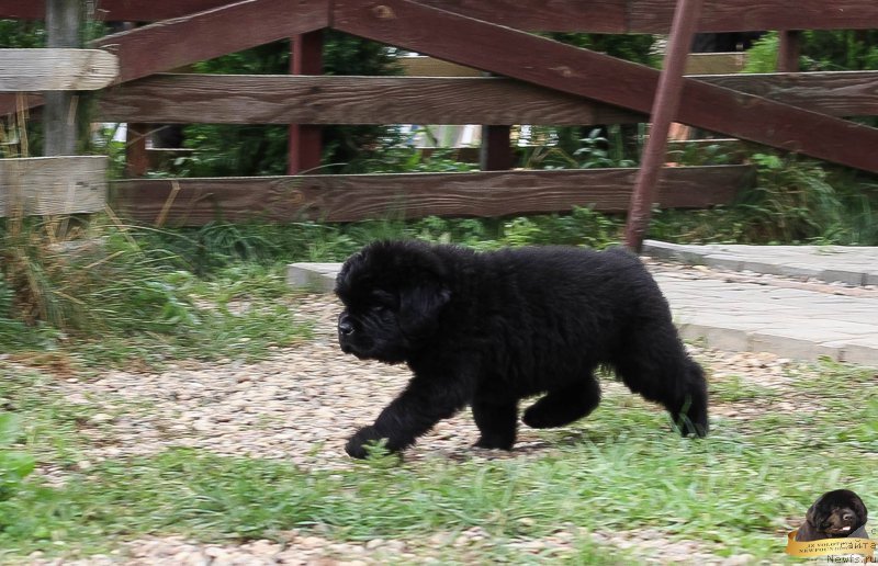 Фотография № 214089