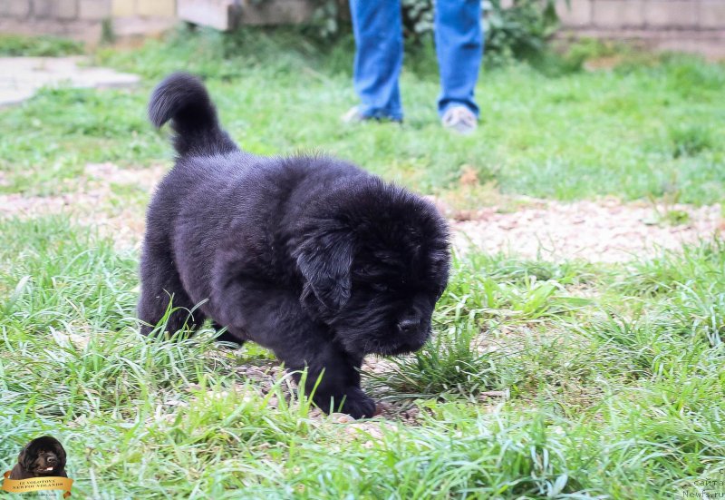 Фотография № 214090